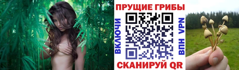 даркнет сайт  Мостовской  Псилоцибиновые грибы мицелий 